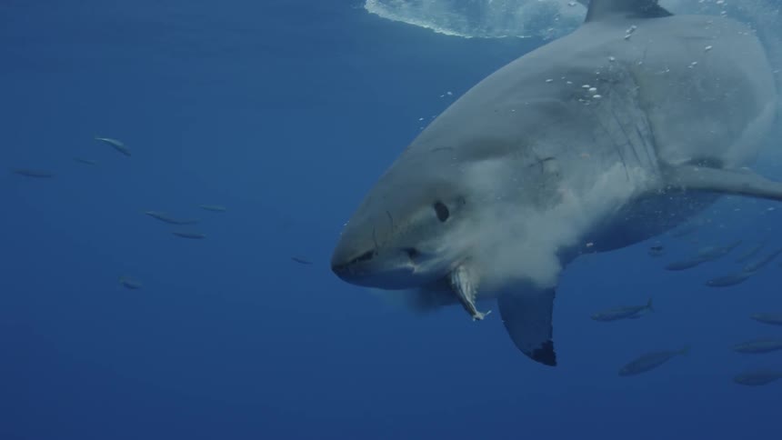 A shark takes a piece of bait and eats it