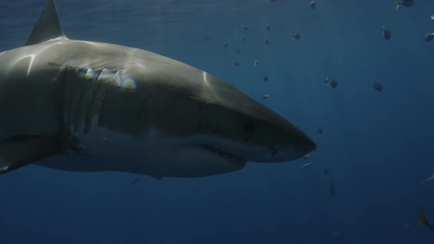 A shark swims with a school of fish