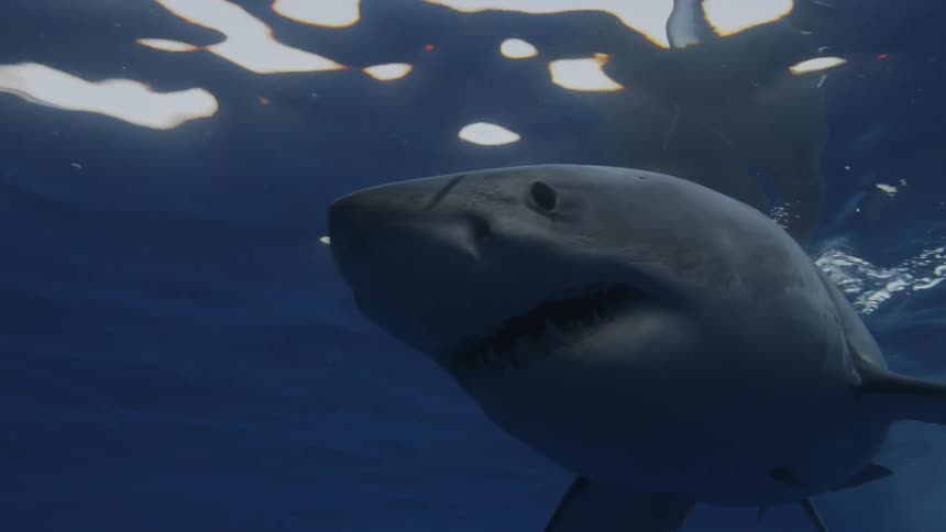 Shark tries to catch bait strung on a line