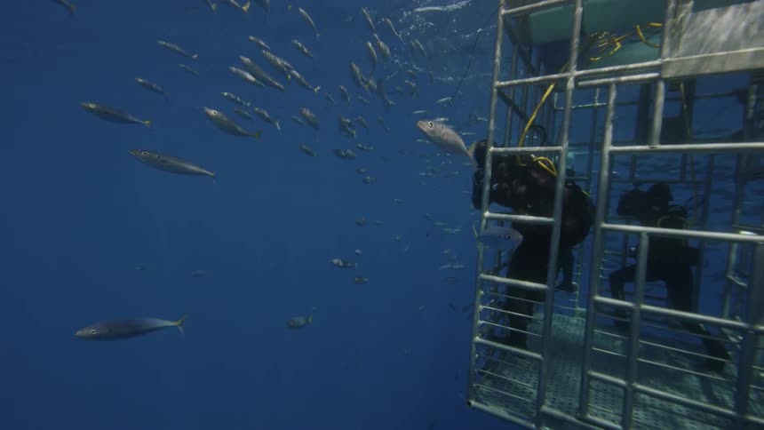 Two divers in a cage taking pictures of fish