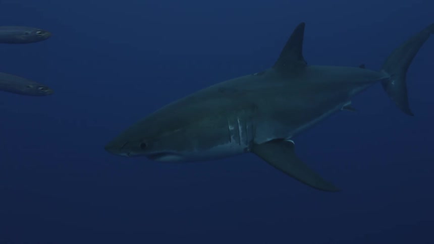 A great white shark swims in the ocean