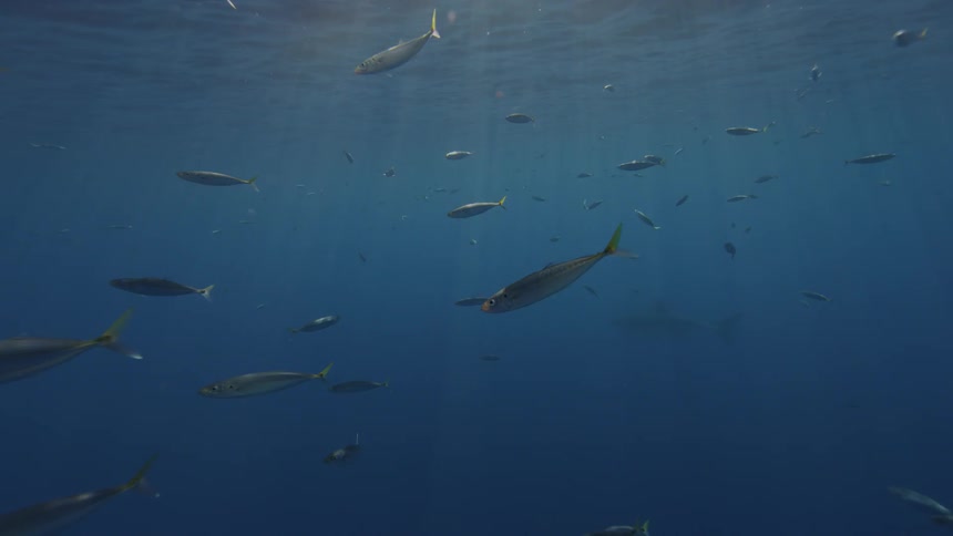 Fish swim in the ocean