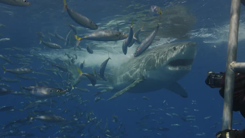 Fish and a great white shark swim by a diving cage in the ocean