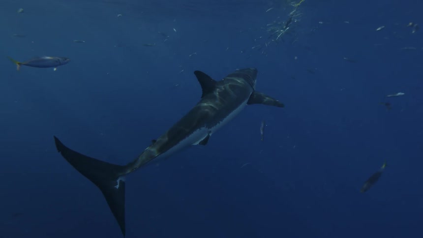 A shark swims toward a baited line near the surface