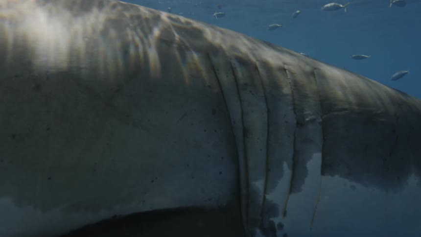 A shark and fish swim near a boat during the day