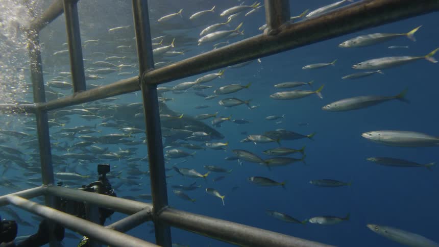 A diver in a shark cage films a shark and a school of fishes