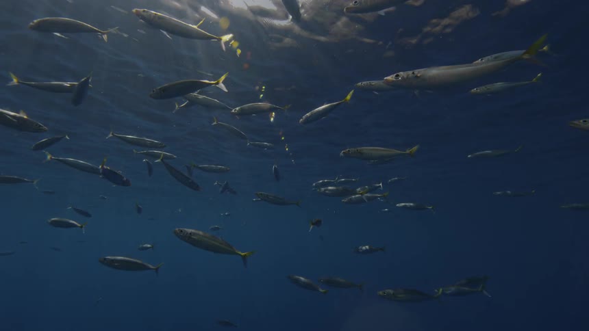 Fish swim near the ocean surface