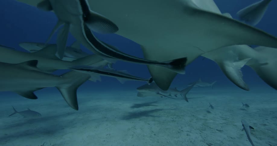 Sharks swim near the ocean floor