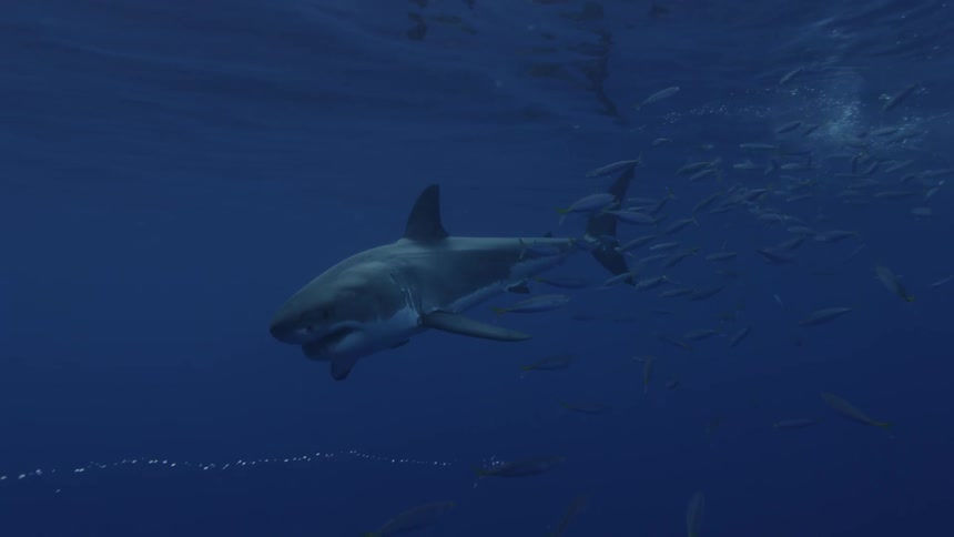 Fish swim near a shark in the ocean