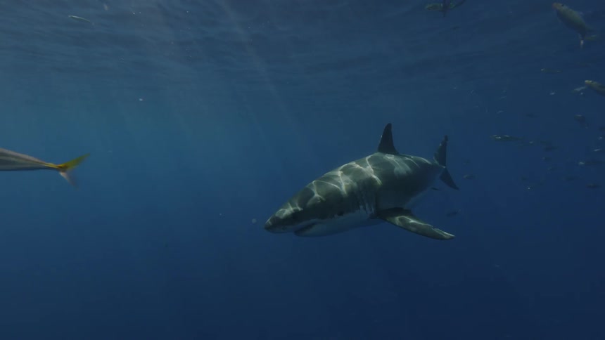 Shark swims in water on a sunny day
