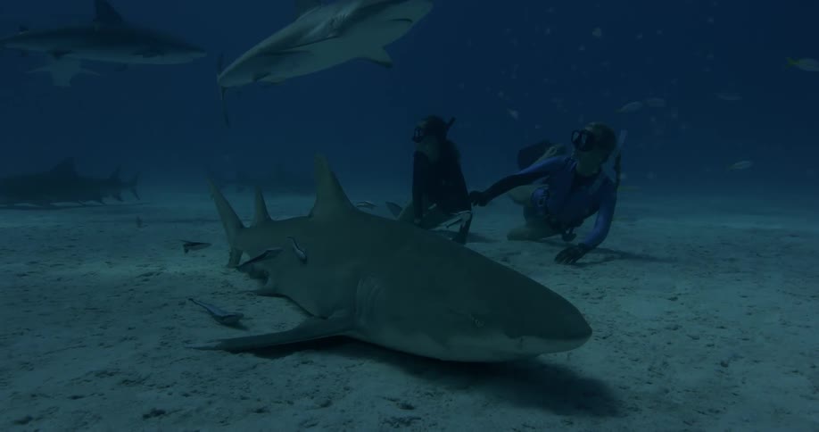 Divers swim with sharks on the ocean floor