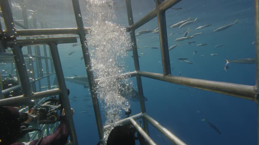 Divers in cages take photographs of shark and fish
