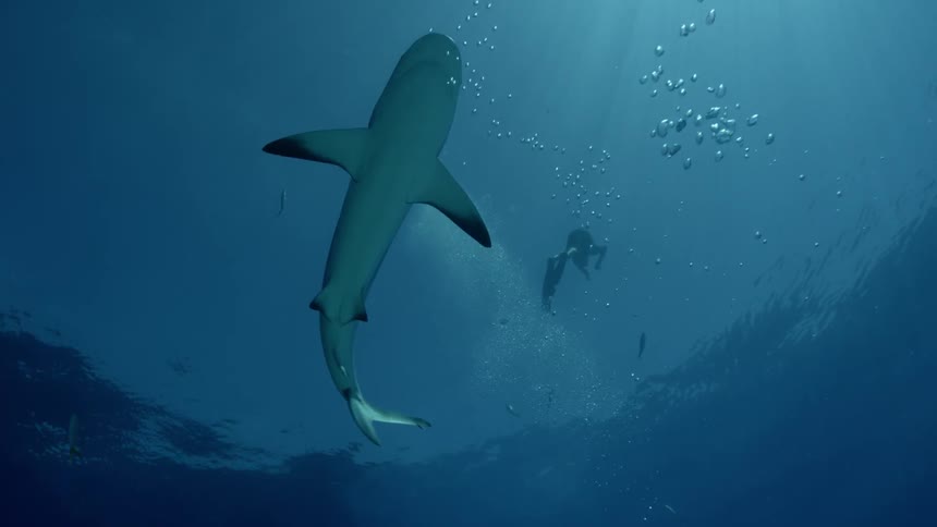 A shark swimming near the surface during the day