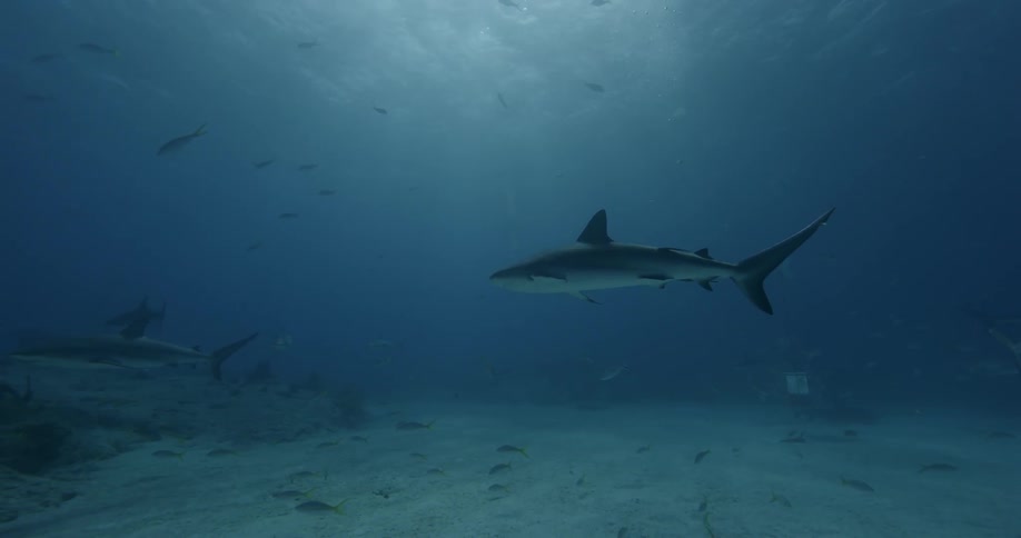 Sharks and fish swim in the ocean
