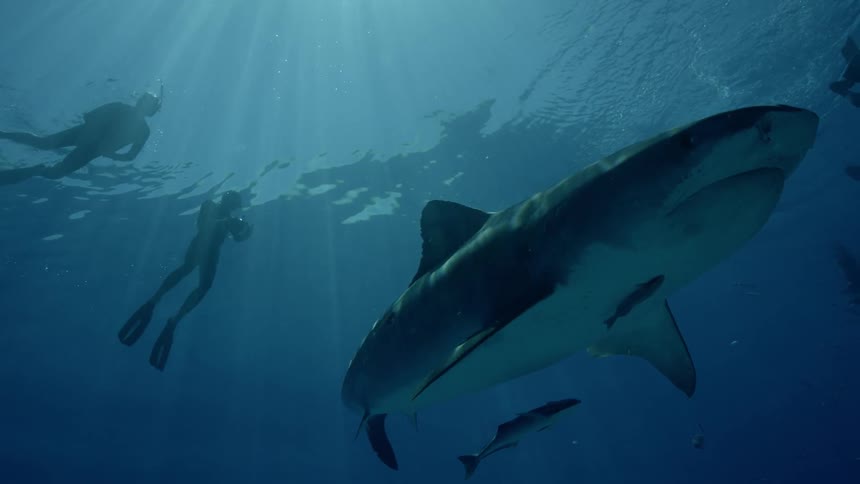 Divers swim above a shark taking pictures