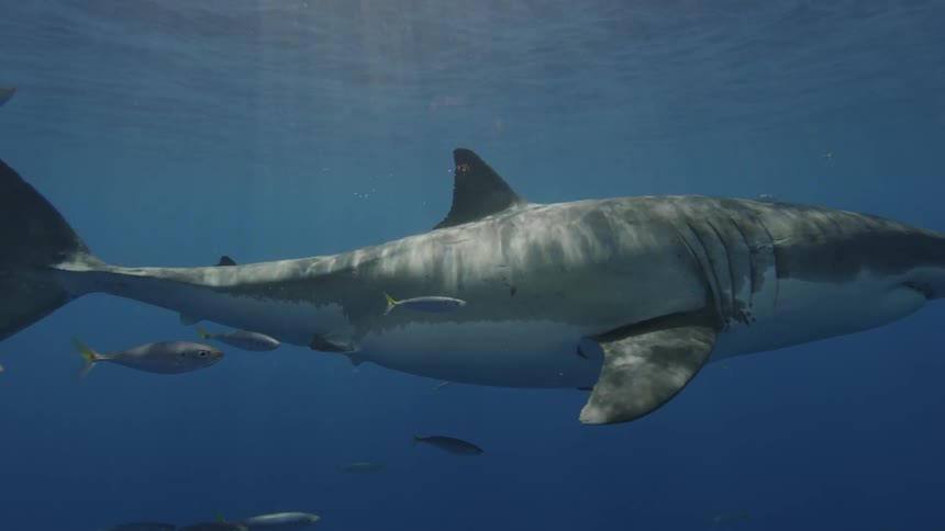 Fish swim around a great white shark in the ocean