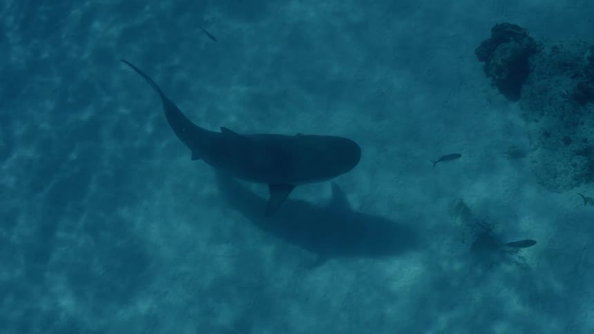 A shark swims near the ocean floor