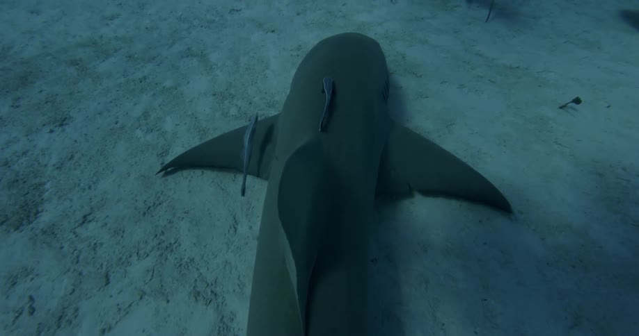 Sharks swim along the ocean floor