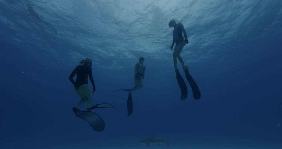 Two divers swim in the ocean with a shark in the background