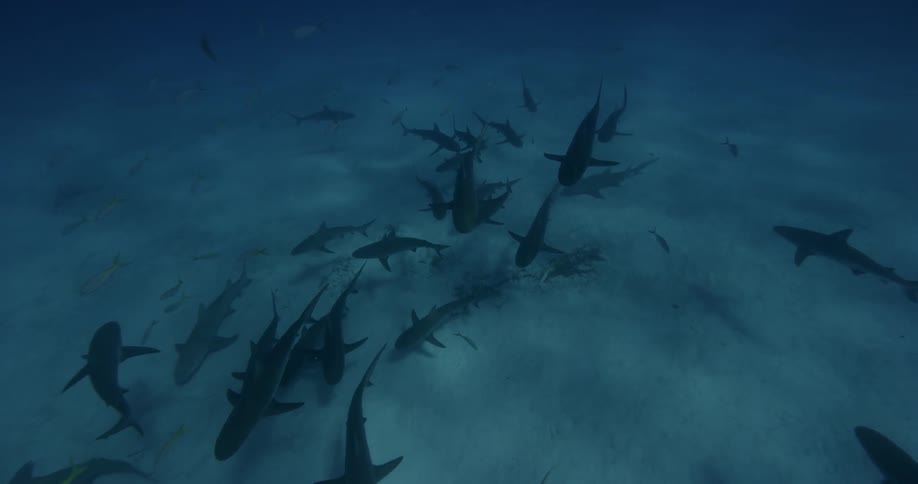 Sharks swim near the ocean floor