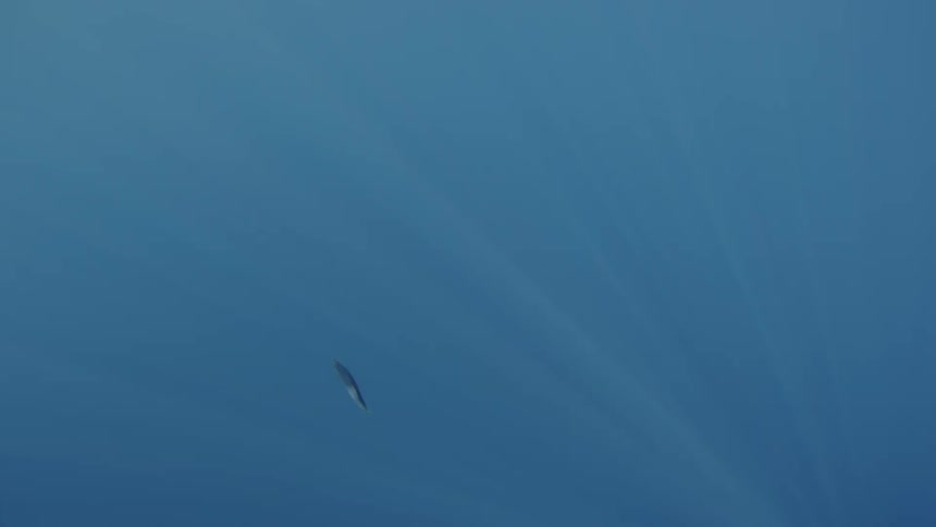 Single fish swims in the ocean