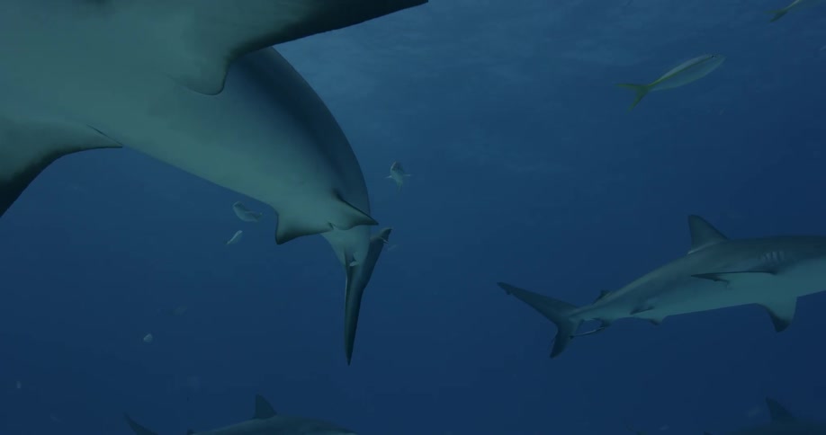Sharks and fish are swimming in the ocean during the day