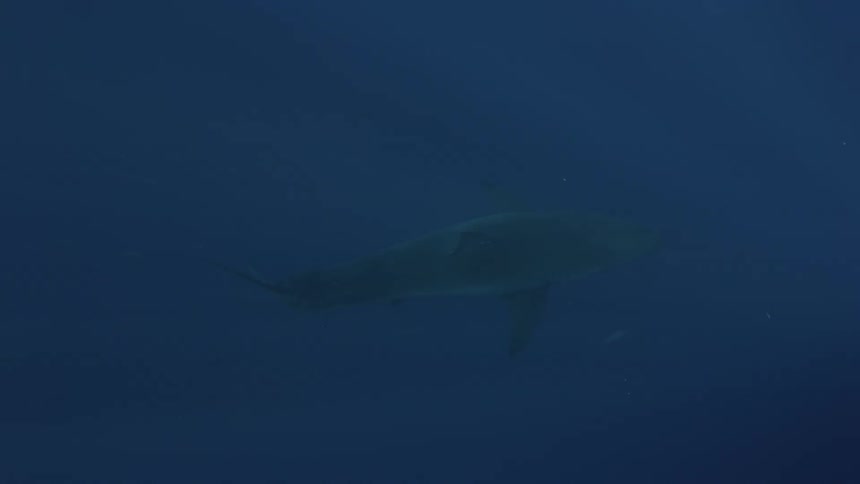 A shark swimming in dim water