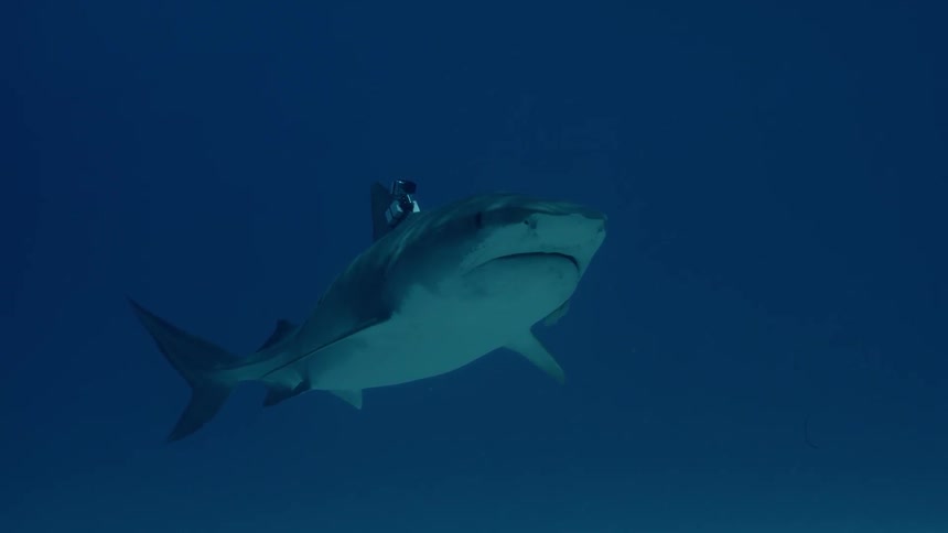 A shark swims in the ocean with equipment attached to its fin