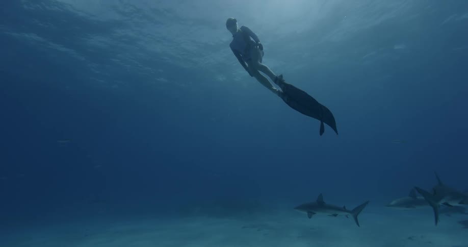 Divers swim in the ocean with sharks