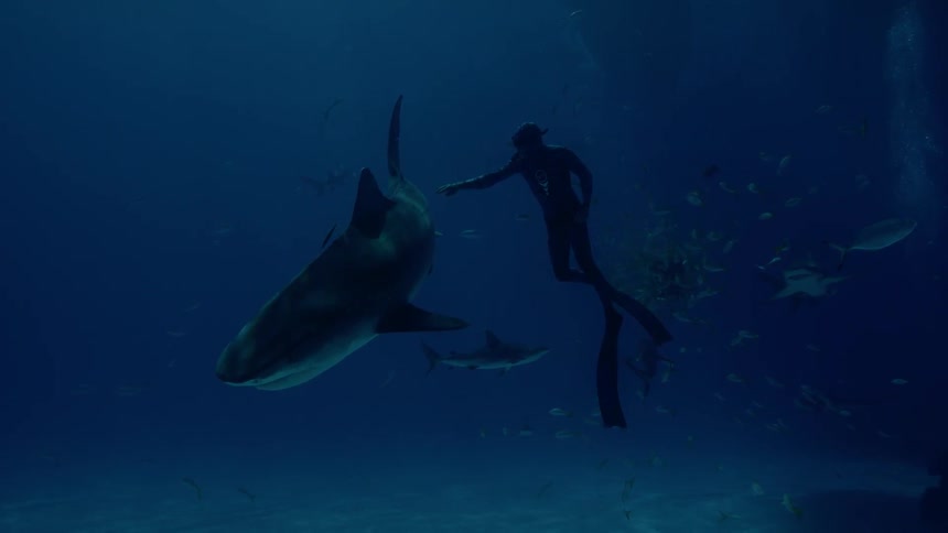 A diver is reaching out and touching a shark as it swims past