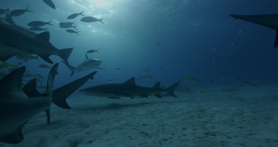 Schools of fish and sharks swim in shallow ocean waters during the day