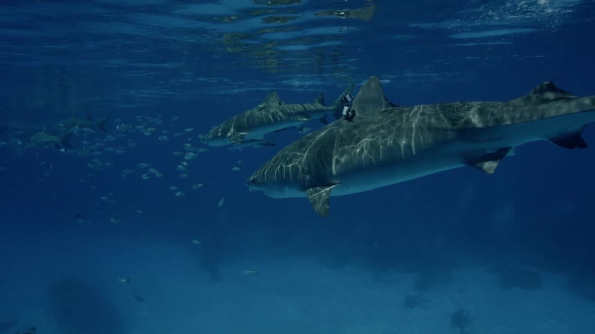 Shark swims near the surface