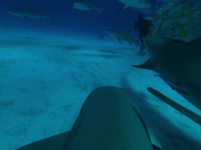 Shark swims near the ocean floor towards a diver