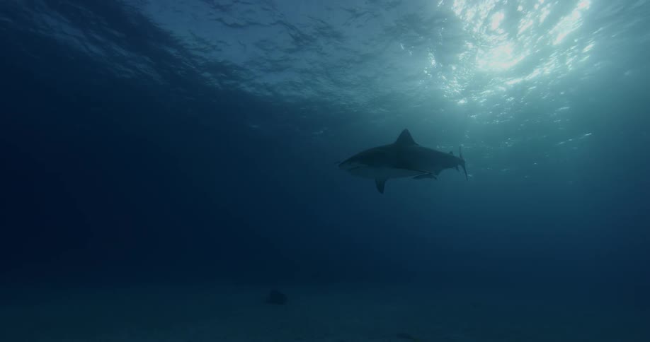 A shark swims in sunlit waters