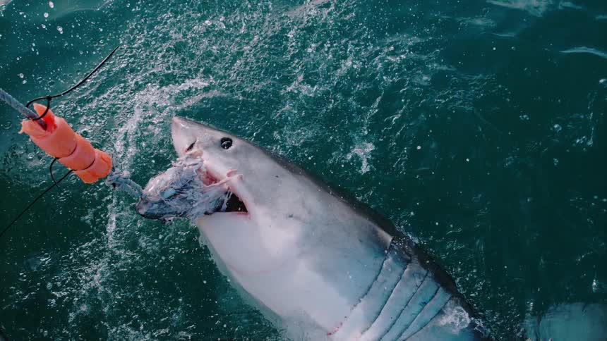 A shark snaps and lunges at a piece of bait held on a pole