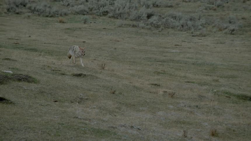 A coyote is trotting across an open field during the day