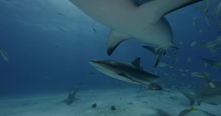 Sharks and fish swim near the ocean floor