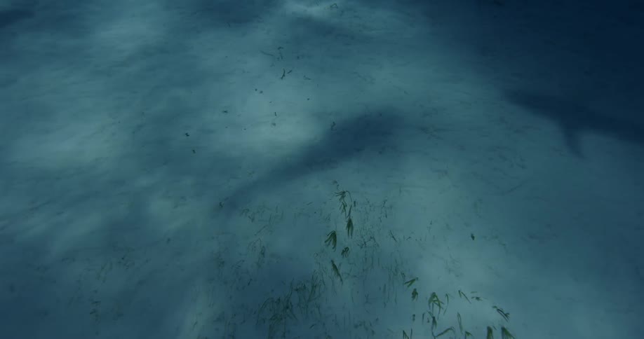 Shadow of two sharks swimming in water