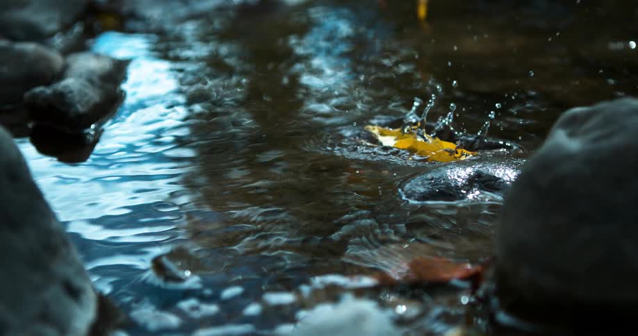 Leaves fall into a rippling stream