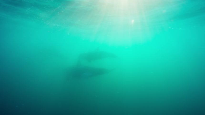 A killer whale and her calf swim in the ocean during the day