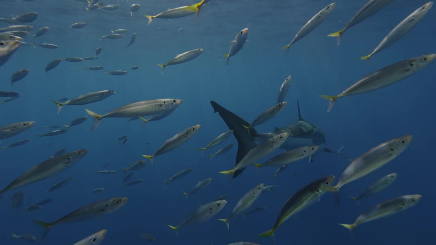 Shark swims in the water surrounded by small fish