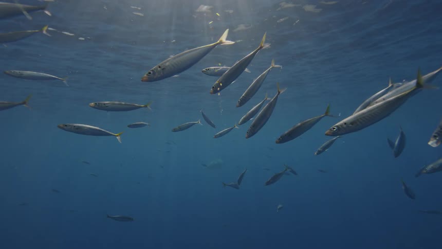 Fish swim at the ocean's surface in sunlight