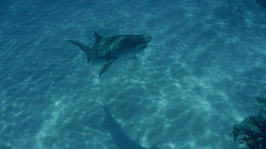 Shark swims in the ocean