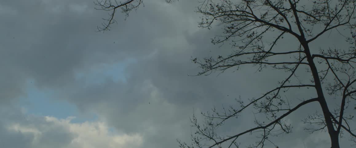 Birds fly in the sky over trees in a forest