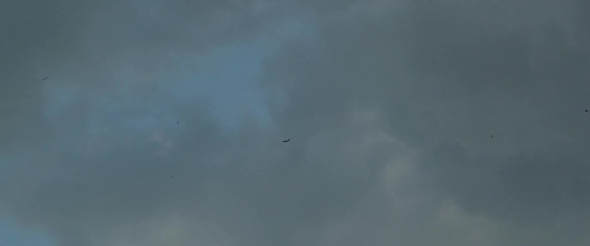 Birds flying in a cloudy sky