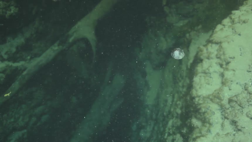 A bubble of air floating up from the ground in a body of water