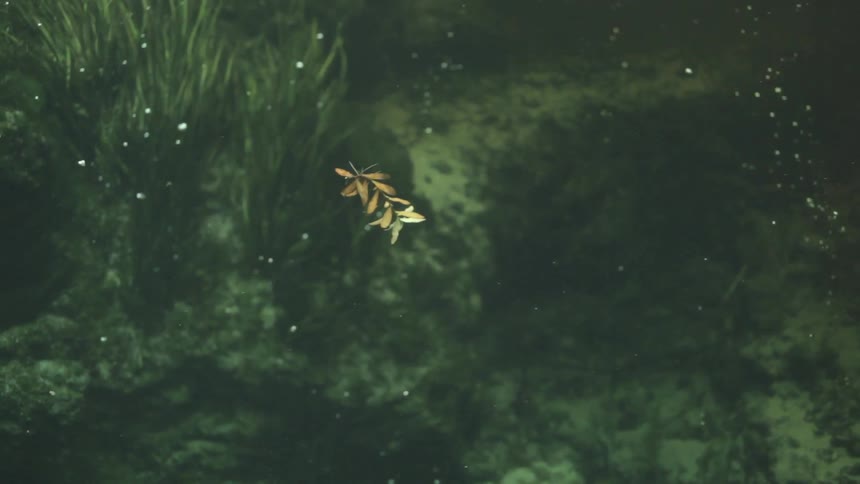 Underwater view of leaves floating towards the surface