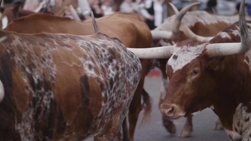 Herd of cattle walking outside