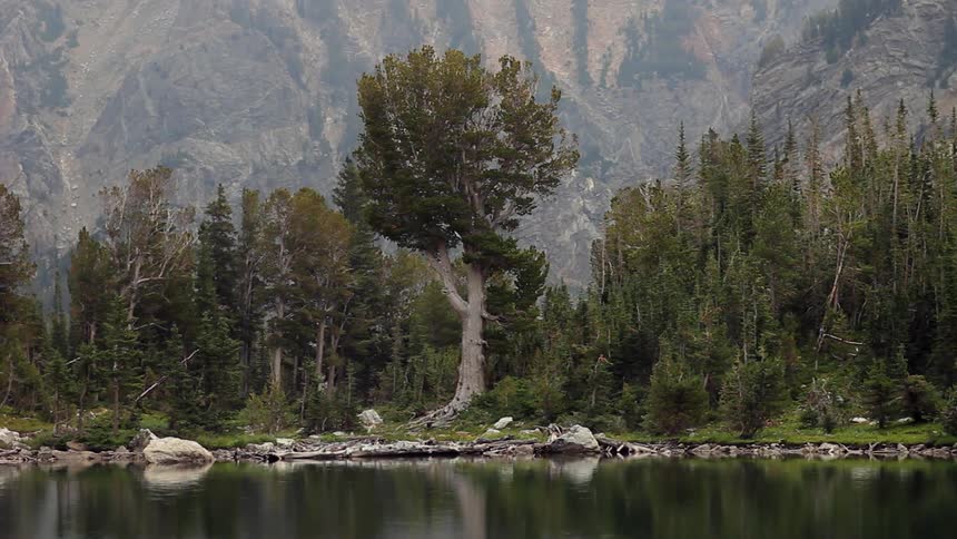 The water is calm near the forest