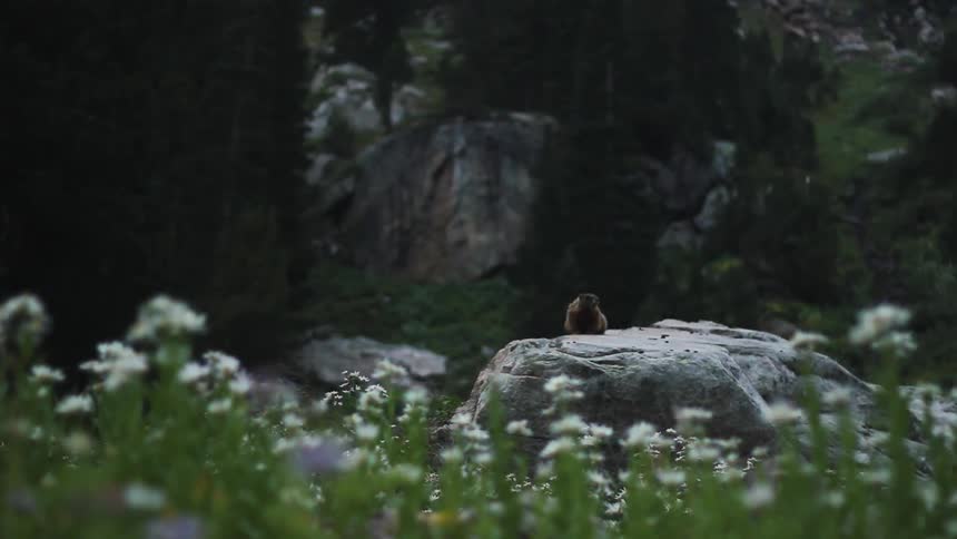 Animal sitting on a rock behind flowers